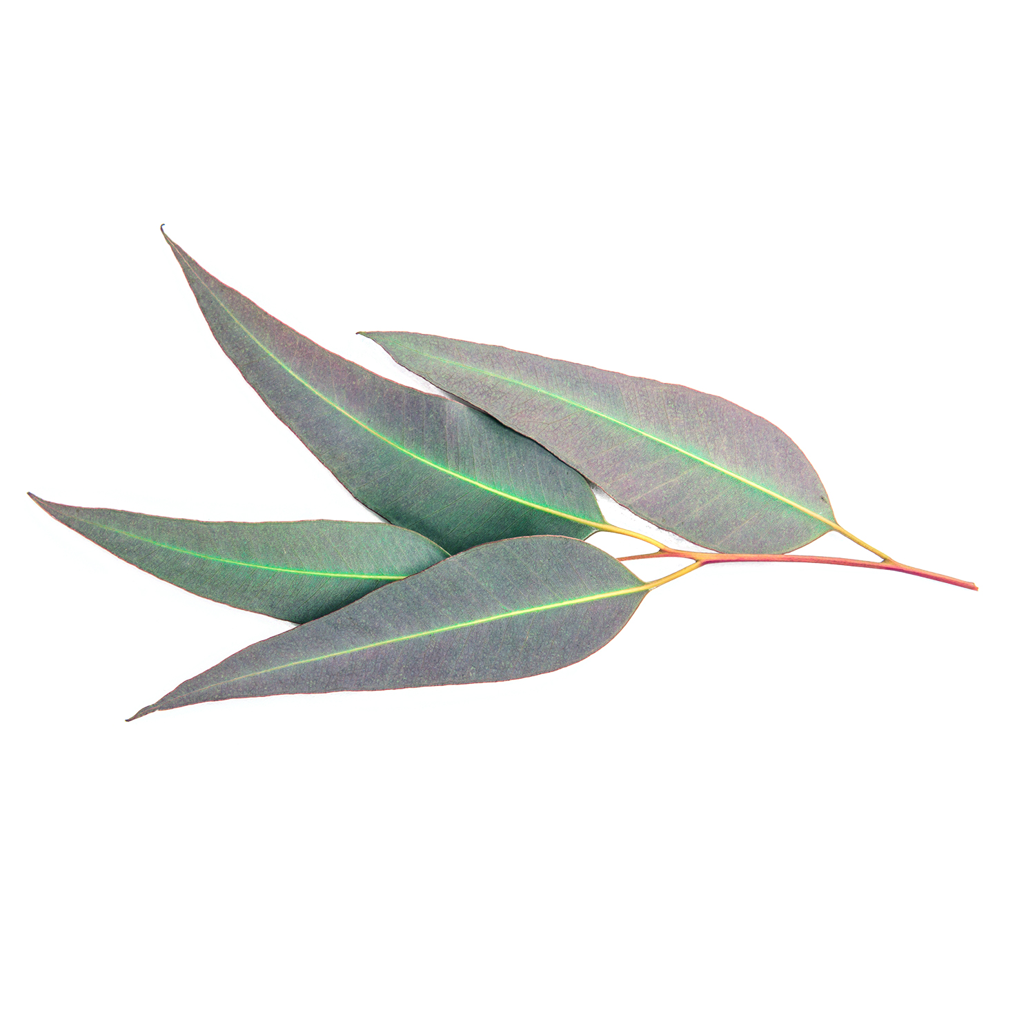 Eucalyptus citronné